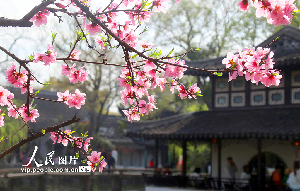 江蘇蘇州：拙政園桃花爭奇斗艷【4】