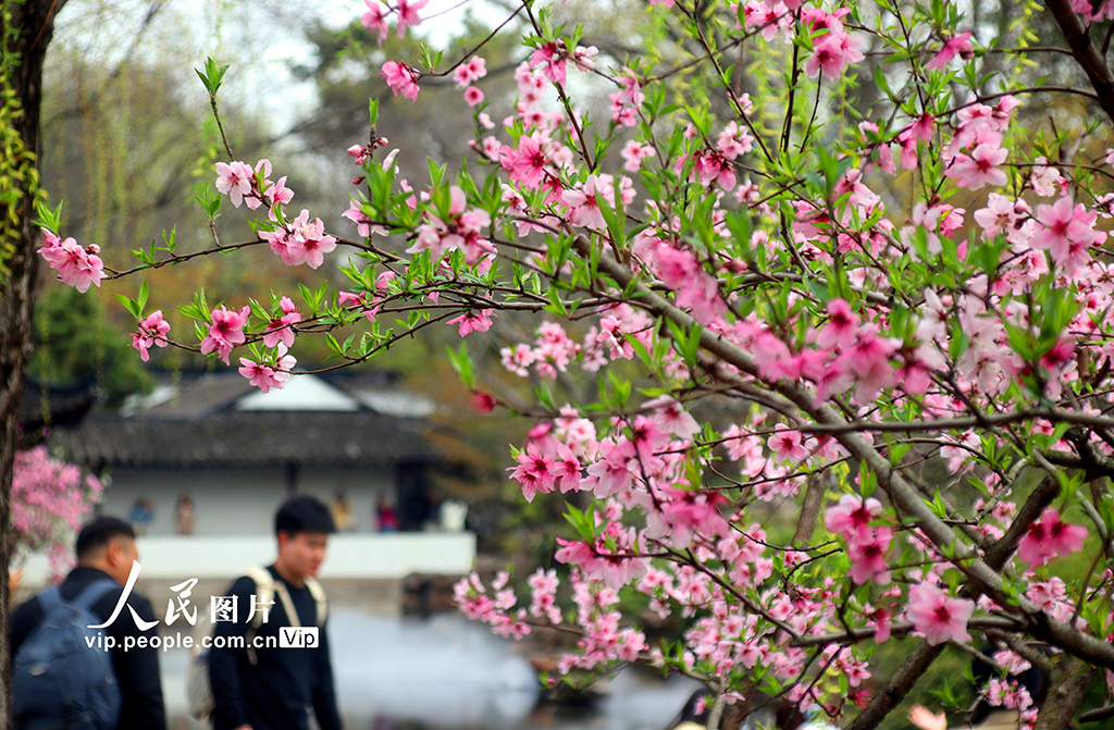 江蘇蘇州：拙政園桃花爭奇斗艷【5】