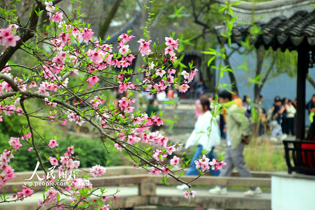 江蘇蘇州：拙政園桃花爭奇斗艷【6】