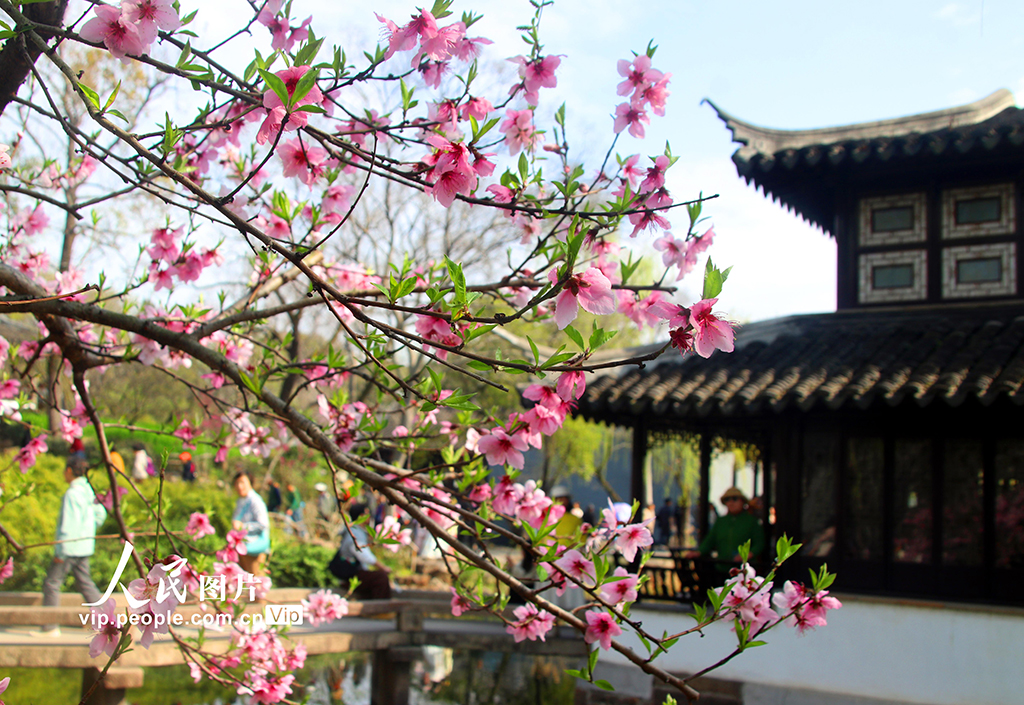 江蘇蘇州：拙政園桃花爭奇斗艷【7】