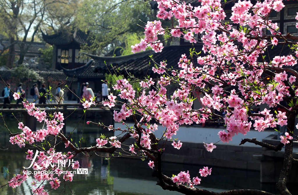 江蘇蘇州：拙政園桃花爭奇斗艷【2】