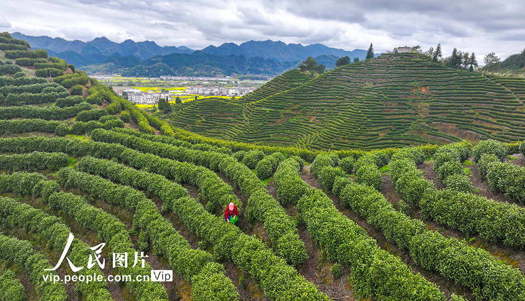 浙江淳安:千岛湖白茶开采【2】