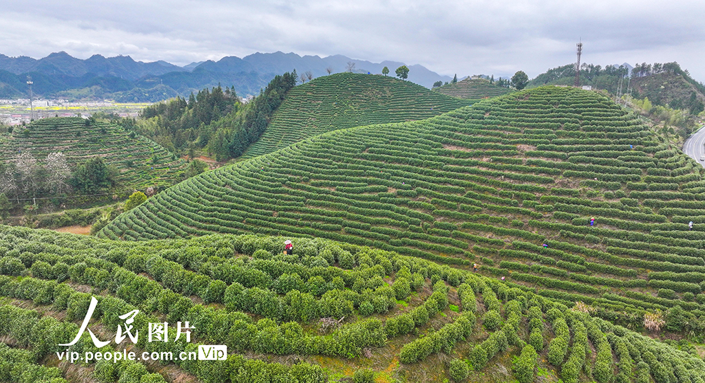 浙江淳安:千岛湖白茶开采【3】