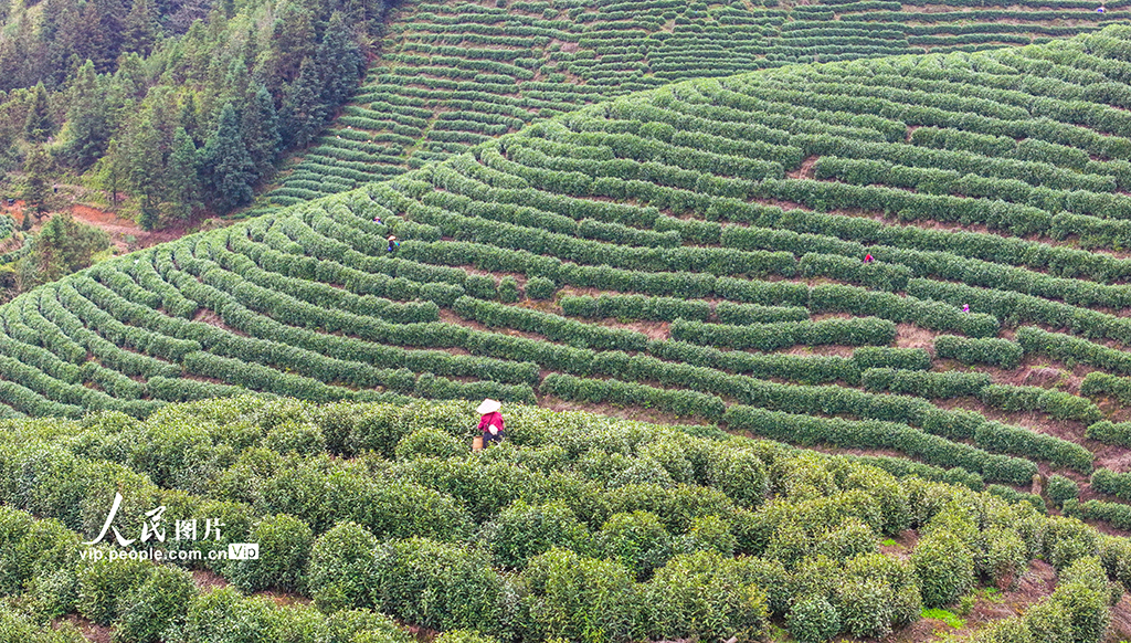 浙江淳安:千岛湖白茶开采【4】