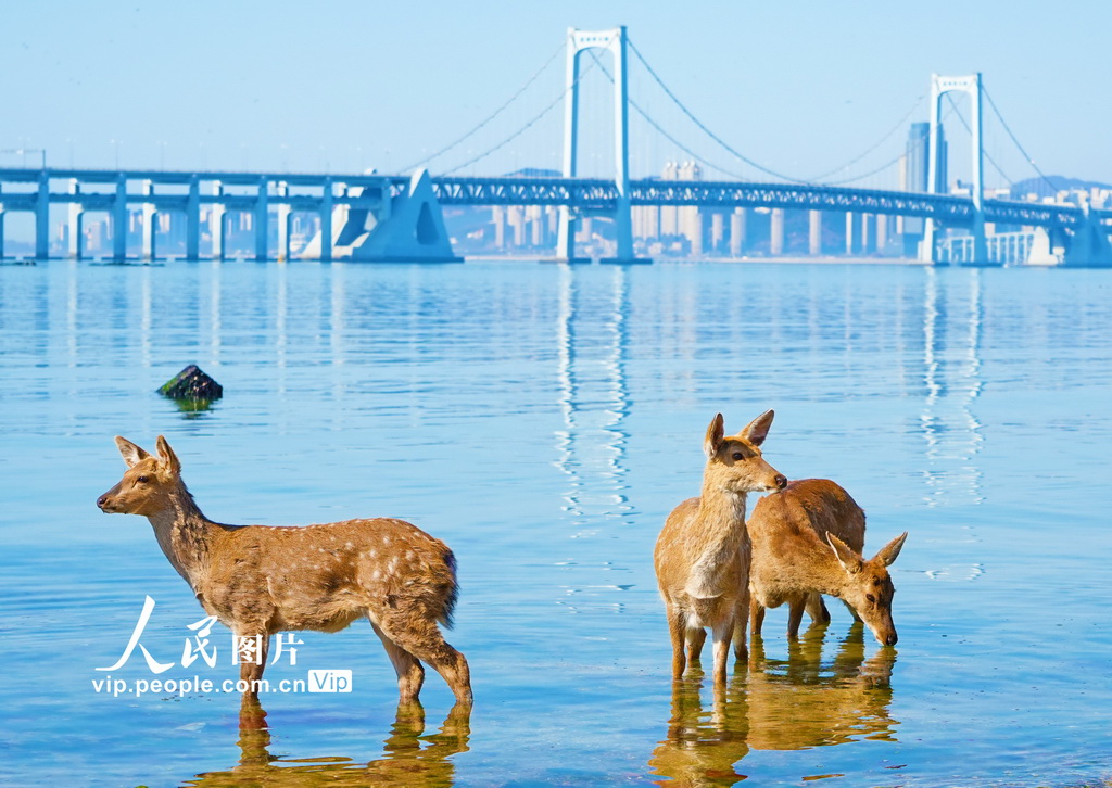 辽宁大连:野生梅花鹿现身金沙滩海域【2】