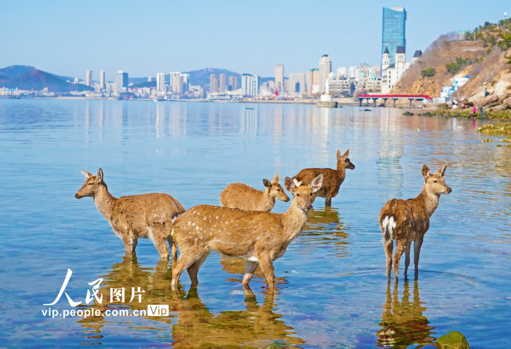 辽宁大连:野生梅花鹿现身金沙滩海域【3】