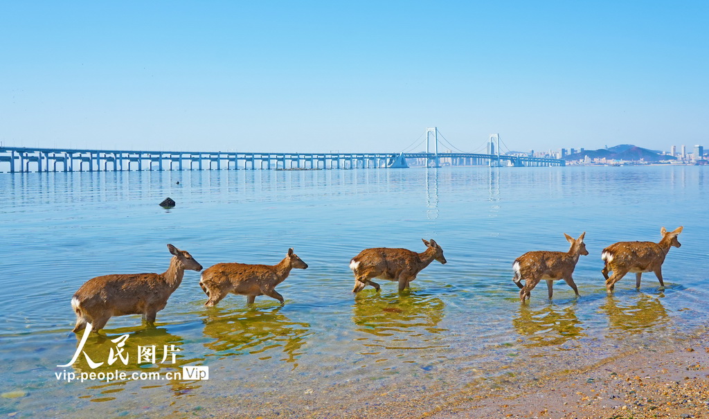 辽宁大连:野生梅花鹿现身金沙滩海域【4】