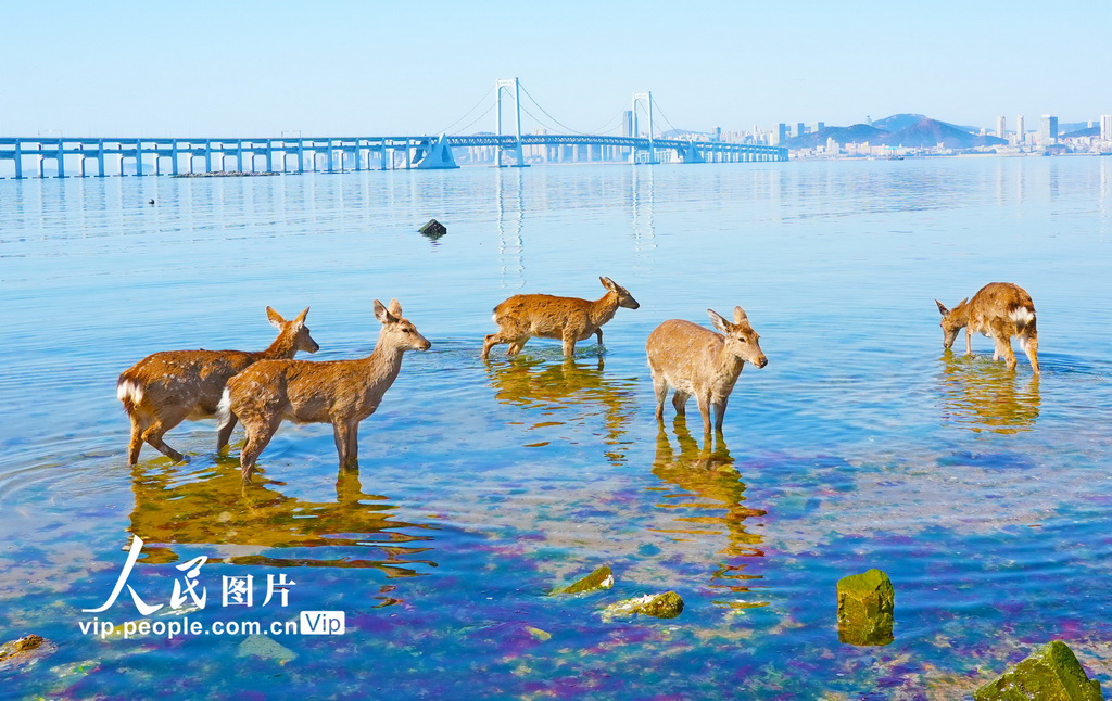 辽宁大连:野生梅花鹿现身金沙滩海域【5】