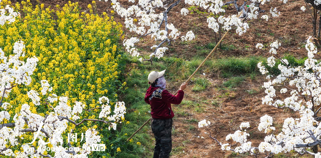 山東棗庄：梨花開 授粉忙【2】