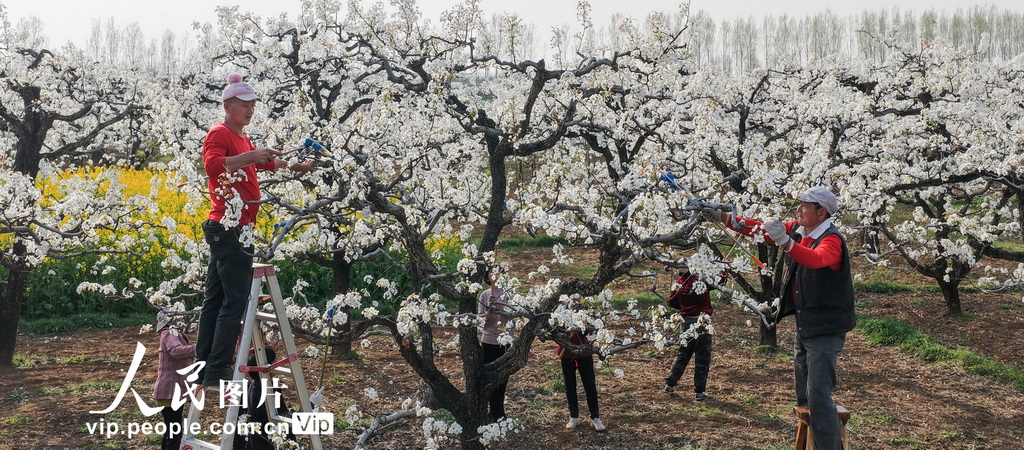 山東棗庄：梨花開 授粉忙【3】