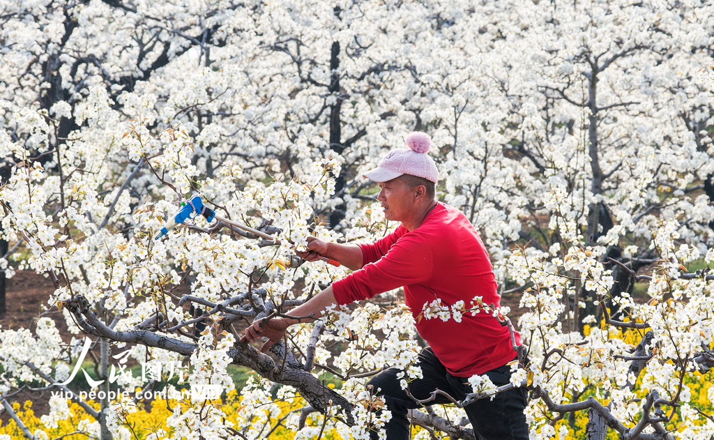 山東棗庄：梨花開 授粉忙【4】