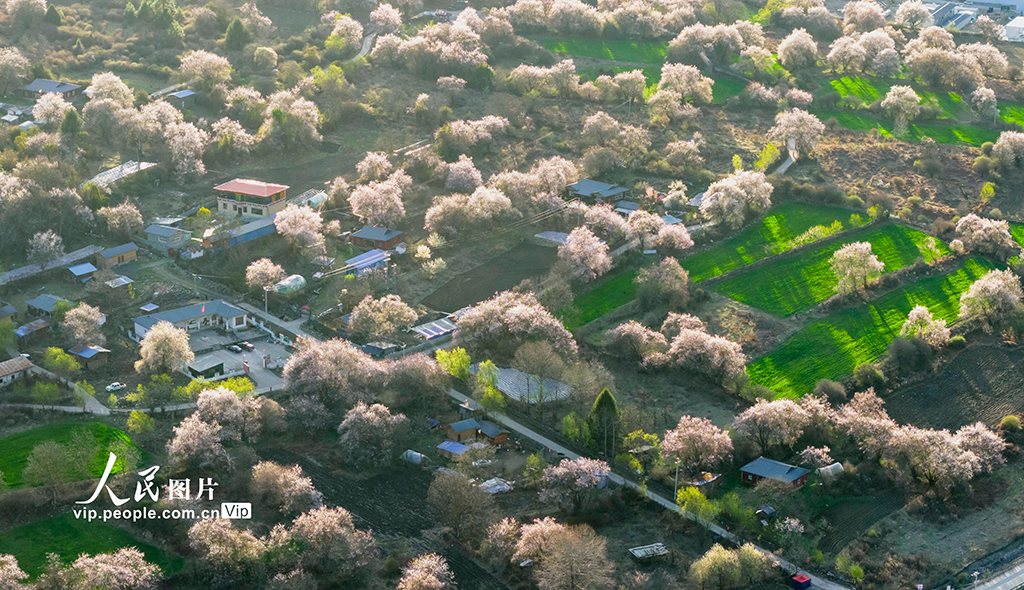 西藏波密:雪域桃花漫山谷【8】