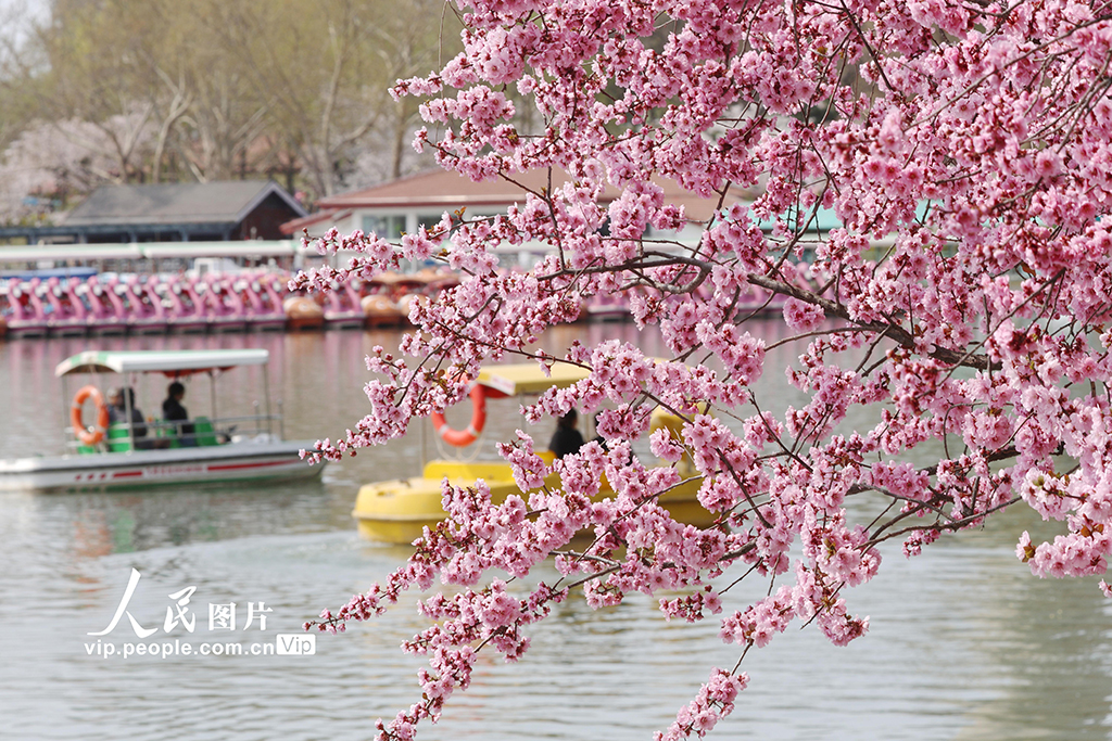 北京:玉渊潭樱花烂漫【2】