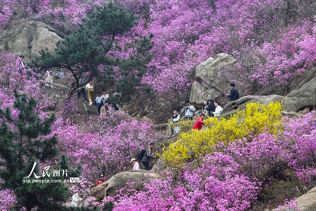 山東青島：杜鵑花開【2】