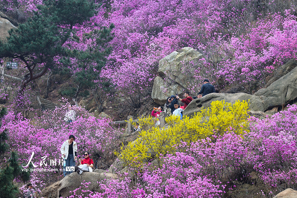 山東青島：杜鵑花開【3】