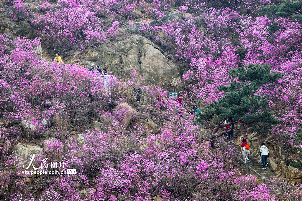 山東青島：杜鵑花開【5】