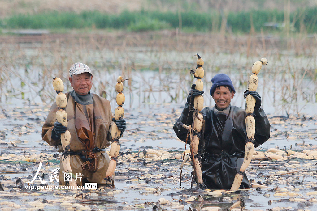 2026年3月31日，江苏省宿迁市泗阳县城厢街道的莲藕种植基地，村民在采收新鲜莲藕。裴成摄（人民图片网）