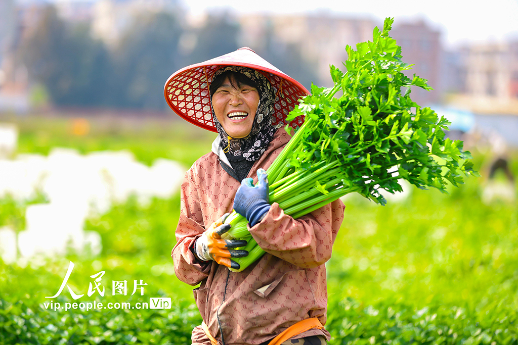 2026年3月29日，福建省福清市江镜镇城坂村，菜农在田间采收西芹。谢贵明摄（人民图片网）