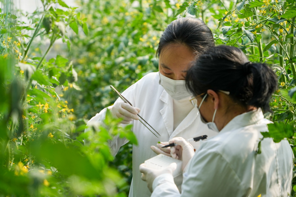 4月1日，寿光蔬菜种质资源库的工作人员在蔬菜种植苗圃提取植物样本。