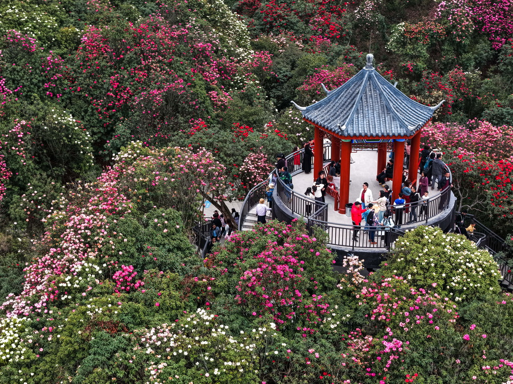 4月1日,游客在百里杜鹃管理区金坡景区赏花观光(无人机照片)。新华社记者 杨文斌 摄