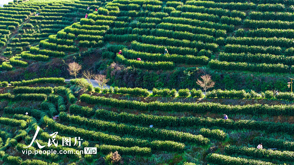 江西铜鼓：采摘春茶助增收