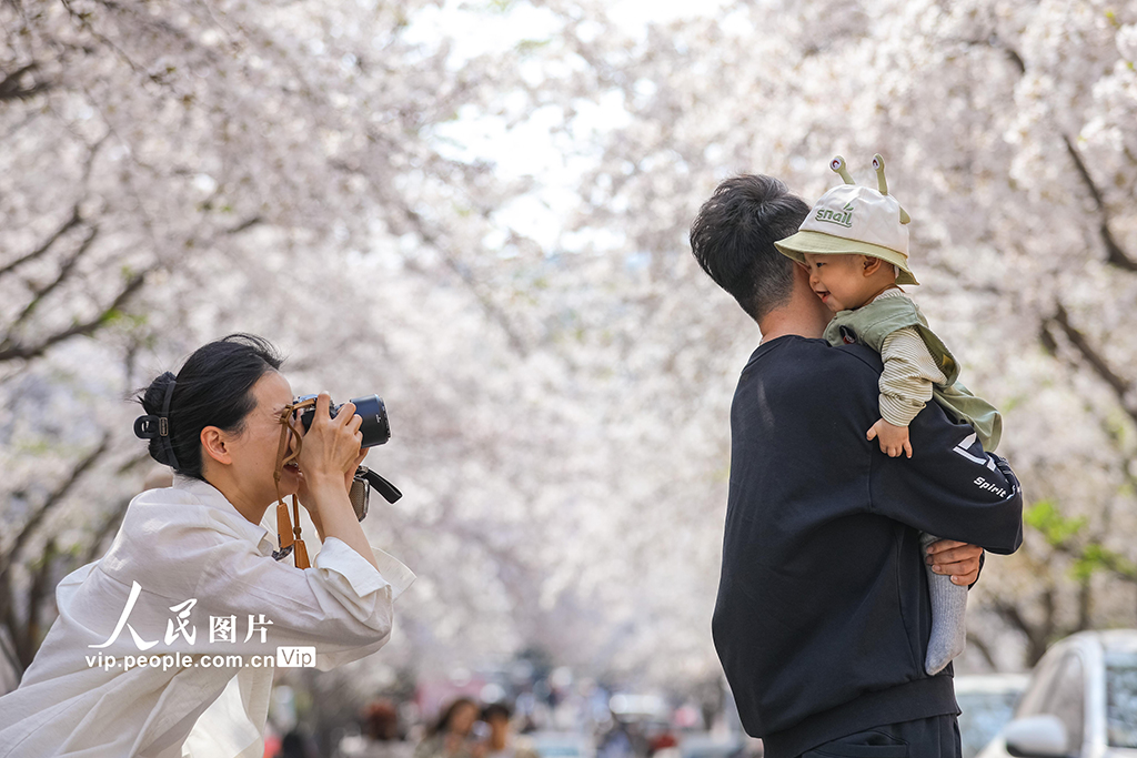 山东青岛：樱花盛开醉游人