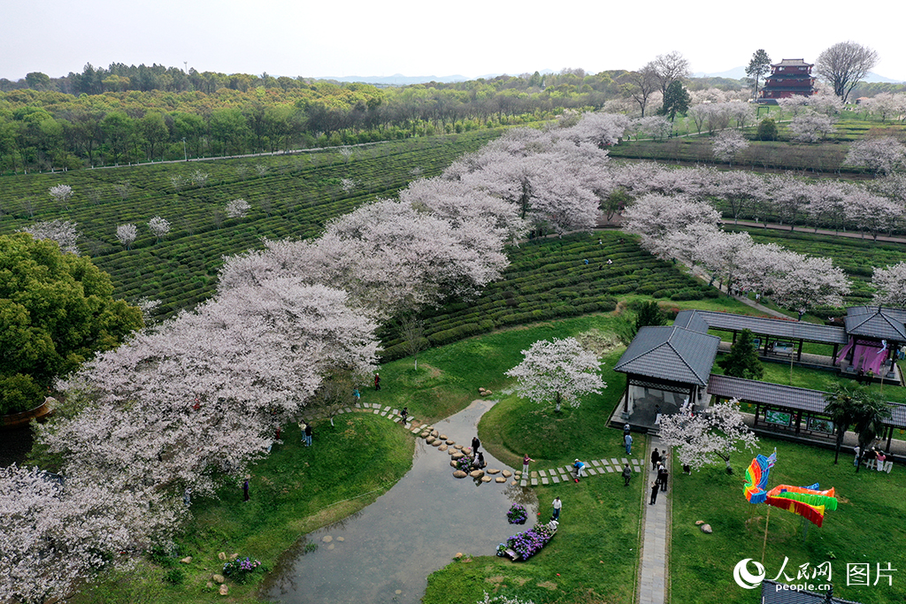 2026年4月1日，江西南昌，南昌县黄马乡凤凰沟雪白的樱花与碧绿茶园相映，构成一幅春日画卷。人民网记者 时雨摄