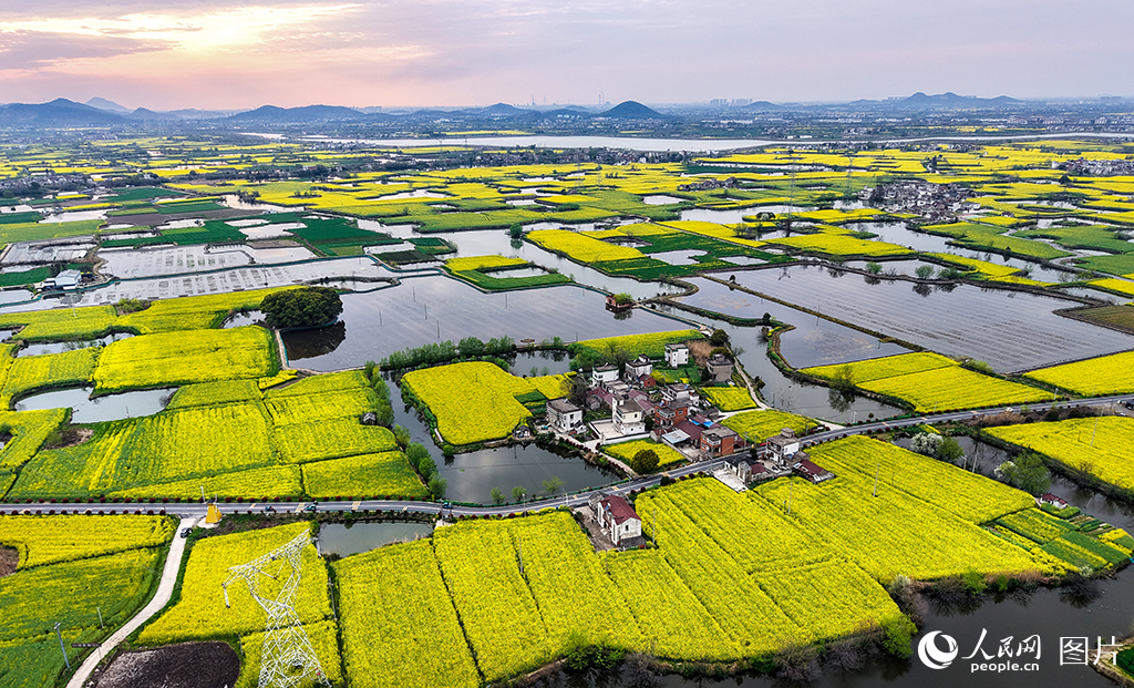 2026年3月29日，安徽芜湖响水涧2.7万亩油菜花迎来盛花期。人民网记者 苗子健摄