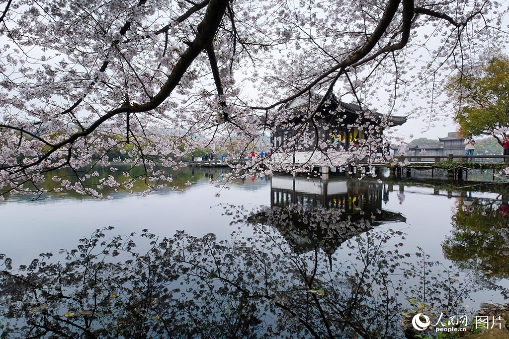 2026年3月24日，浙江杭州西湖景区曲院风荷的樱花如云似雪，依水绽放。人民网 章勇涛摄