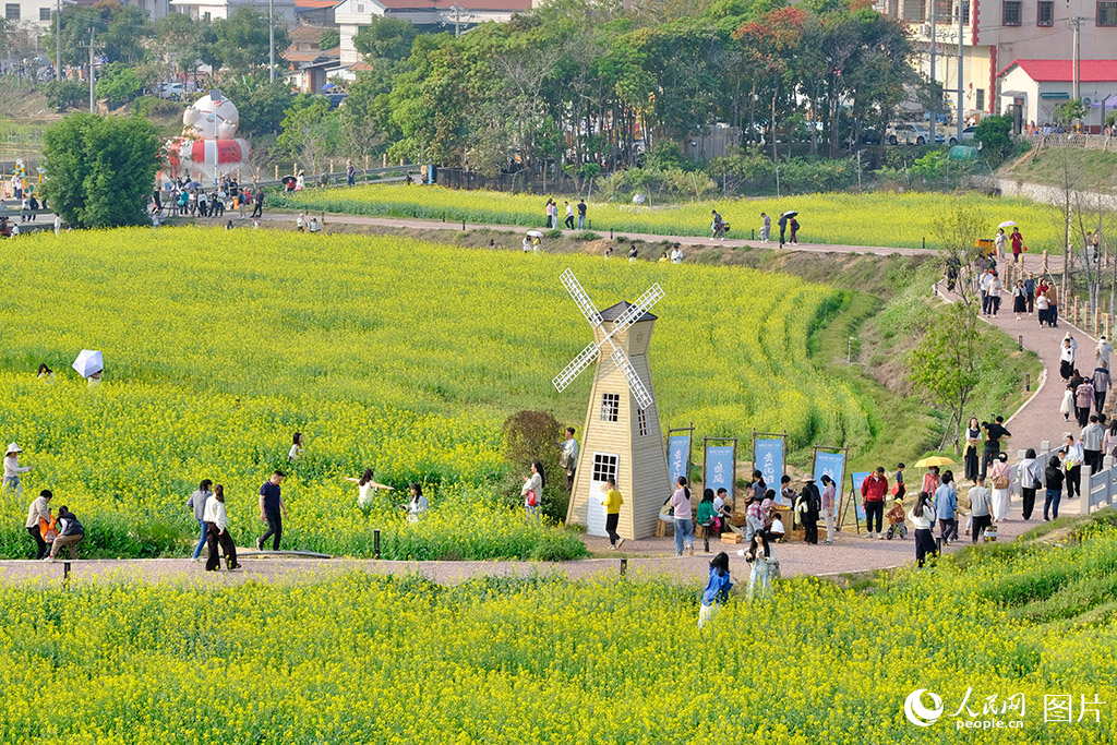 2026年3月24日，福建厦门海沧区下陈村，油菜花海游人如织。盛放的油菜花吸引众多游客，也为当地村民带来了可观的经济收益。人民网记者 陈博摄