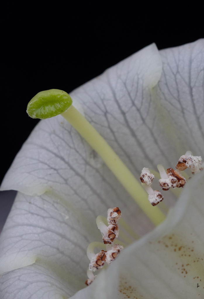 這是4月8日在華西亞高山植物園使用微距鏡頭拍攝的凸尖杜鵑花蕊。