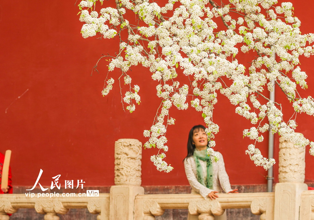 北京：明十三陵长陵景区花开正盛【3】