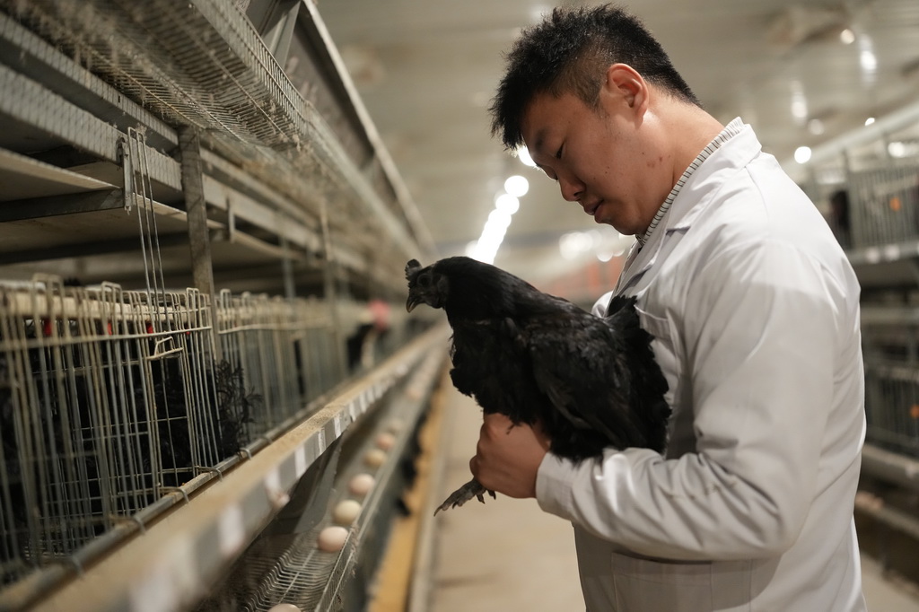 4月9日，西北农林科技大学博士研究生秦凯龙在陕西武功家禽科技小院养殖区内查看略阳乌鸡杂交后代成长情况。