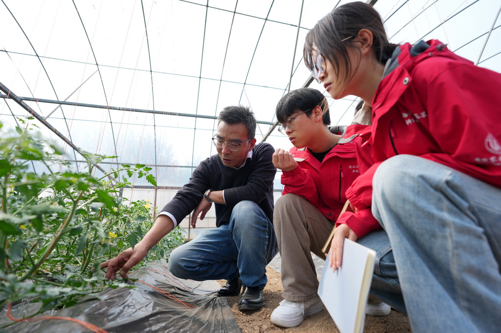 4月9日，陕西泾阳蔬菜科技小院首席专家、西北农林科技大学推广研究员张明科（左一）和研究生们在蔬菜大棚内查看新型肥料的应用效果。