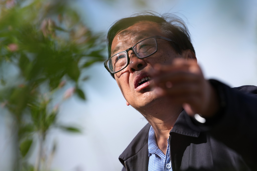 4月10日，延安洛川苹果试验示范站科技小院首席专家、西北农林科技大学教授马锋旺查看苹果树开花情况。