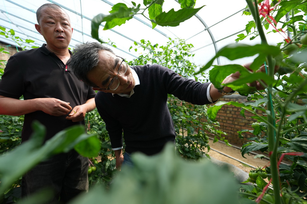 4月9日，陕西泾阳蔬菜科技小院首席专家、西北农林科技大学推广研究员张明科（右）在泾阳县三渠镇白杨村菜农张东闯的蔬菜大棚内查看西红柿生长情况。