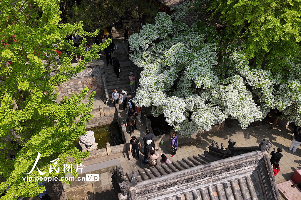 山东泰安：百年流苏迎来盛花期【3】