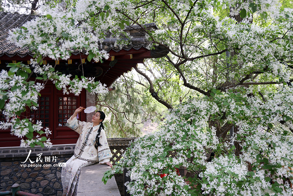 山东泰安：百年流苏迎来盛花期