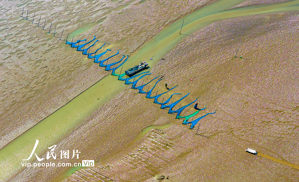 江苏东台：海湾捕鳗场呈现靓丽风景【3】
