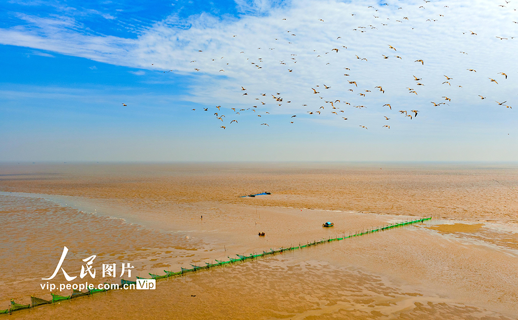 江苏东台：海湾捕鳗场呈现靓丽风景【4】