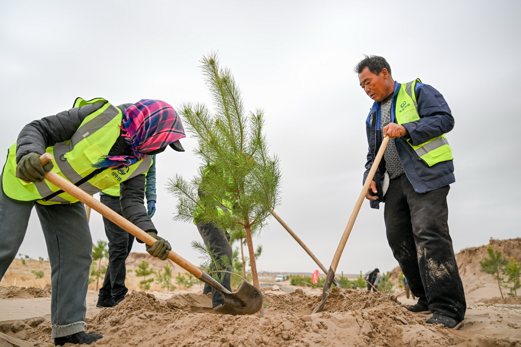 4月19日，治沙工人们在束力古台防沙治沙项目区植树。