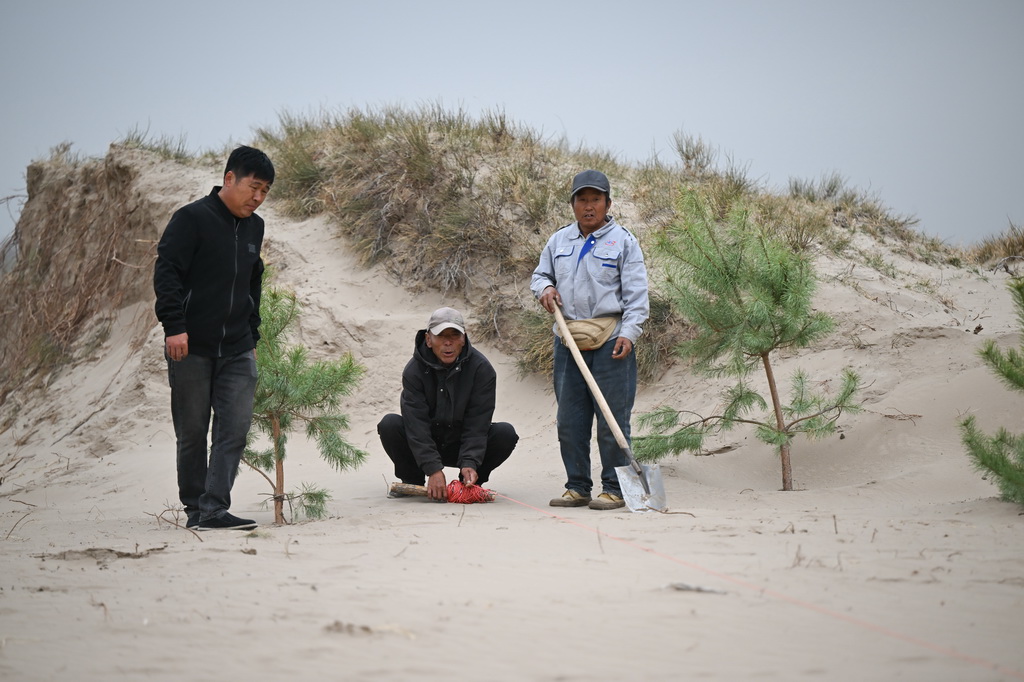 4月19日，治沙工人們在束力古台防沙治沙項目區植樹。