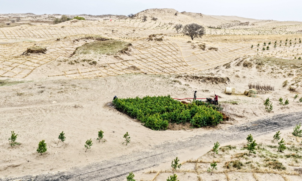 4月19日，治沙工人們在束力古台防沙治沙項目區植樹（無人機照片）。