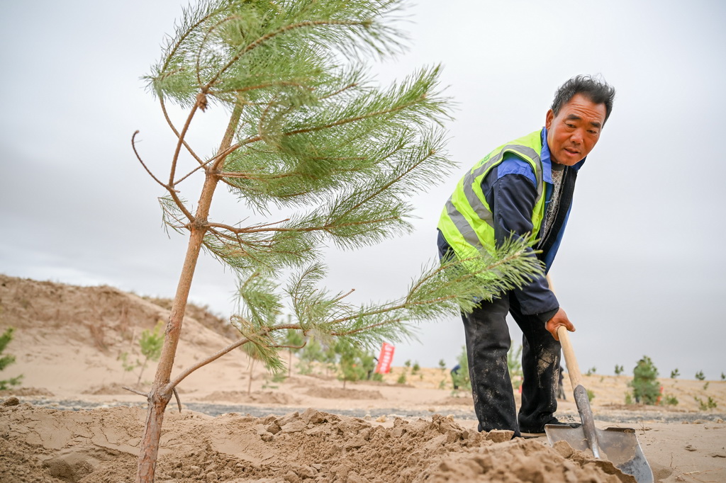 4月19日，治沙工人在束力古台防沙治沙項目區植樹。