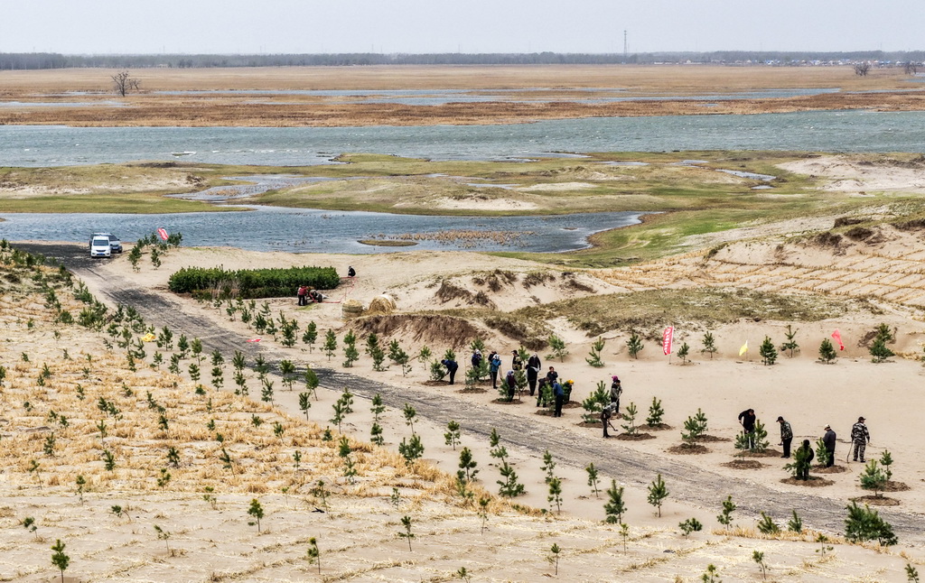 4月19日，治沙工人們在束力古台防沙治沙項目區植樹（無人機照片）。