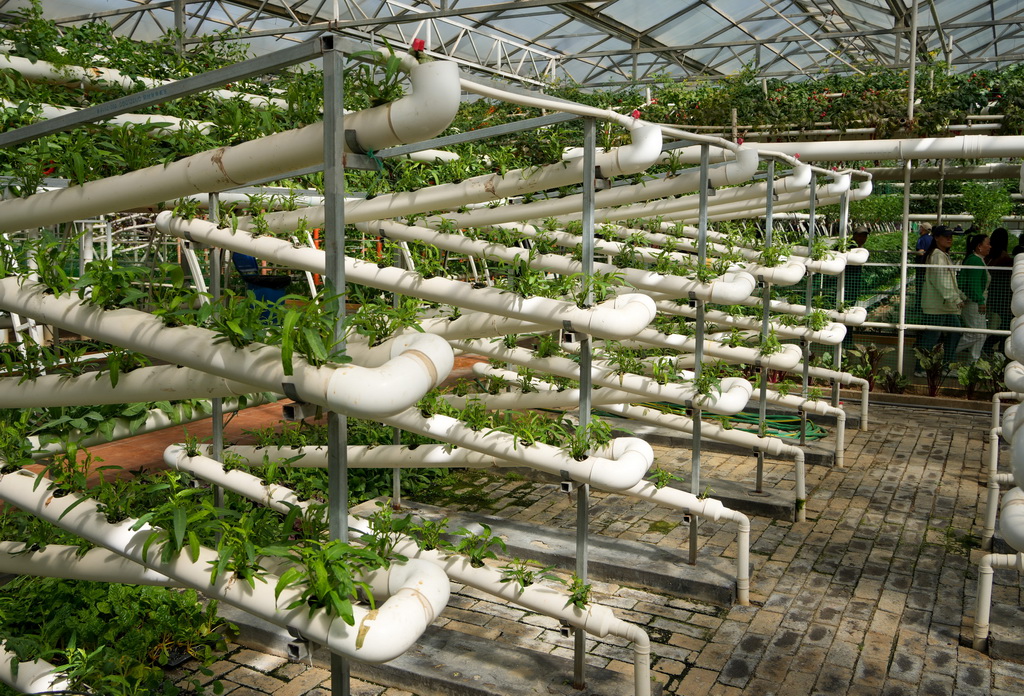 這是4月20日在蔬菜科技博覽會上拍攝的新型種植模式展示。