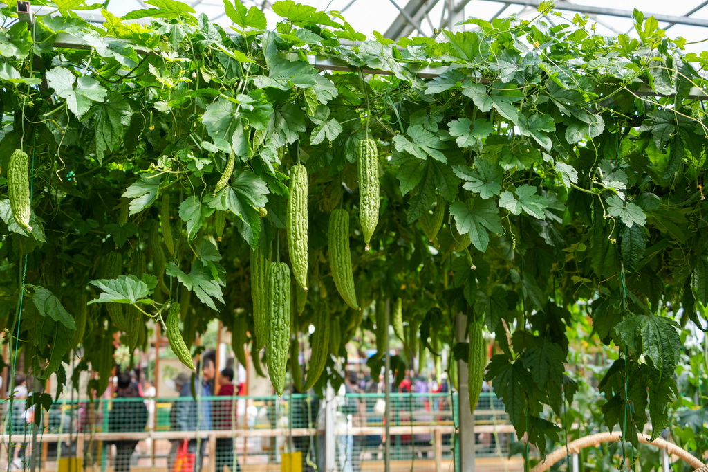 這是4月20日在蔬菜科技博覽會上拍攝的蔬菜品種展示。