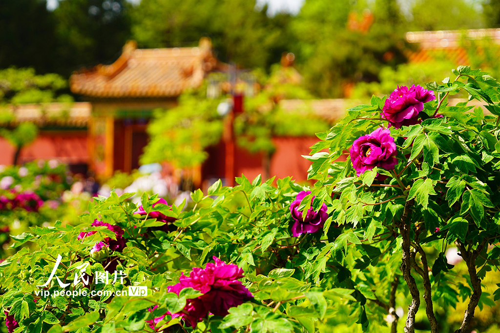 北京：景山公園牡丹進入最佳觀賞期【7】