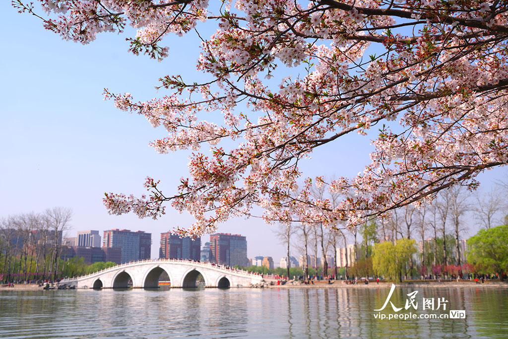 2026年4月2日，北京玉渊潭公园樱花竞相绽放，满园春色烂漫，花香沁人心脾，众多游客前来踏青赏樱、拍照打卡，尽享春日美好时光。郭俊锋摄（人民图片网）