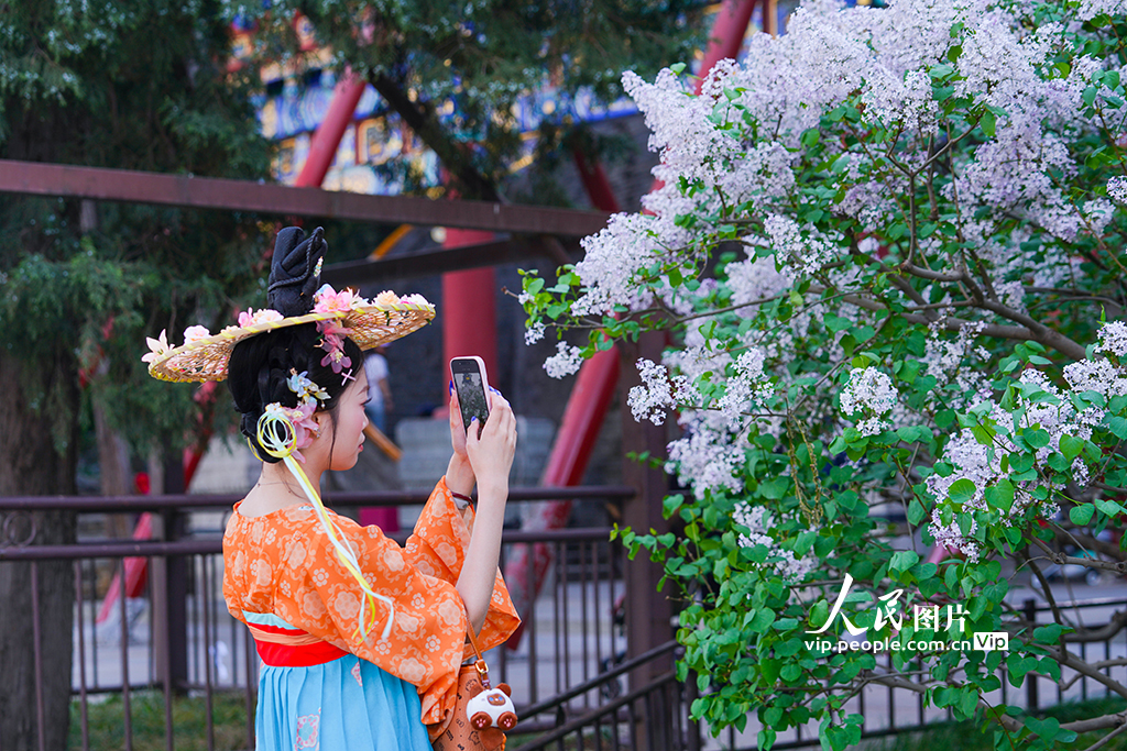 2026年4月10日，北京北海公园，丁香花盛开，吸引游客前来打卡拍照。杨僧宇摄（人民图片网）